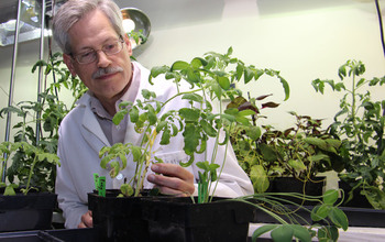 James Westwood, of Virginia Tech, studies Cuscuta, a plant that has no need for photosynthesis.